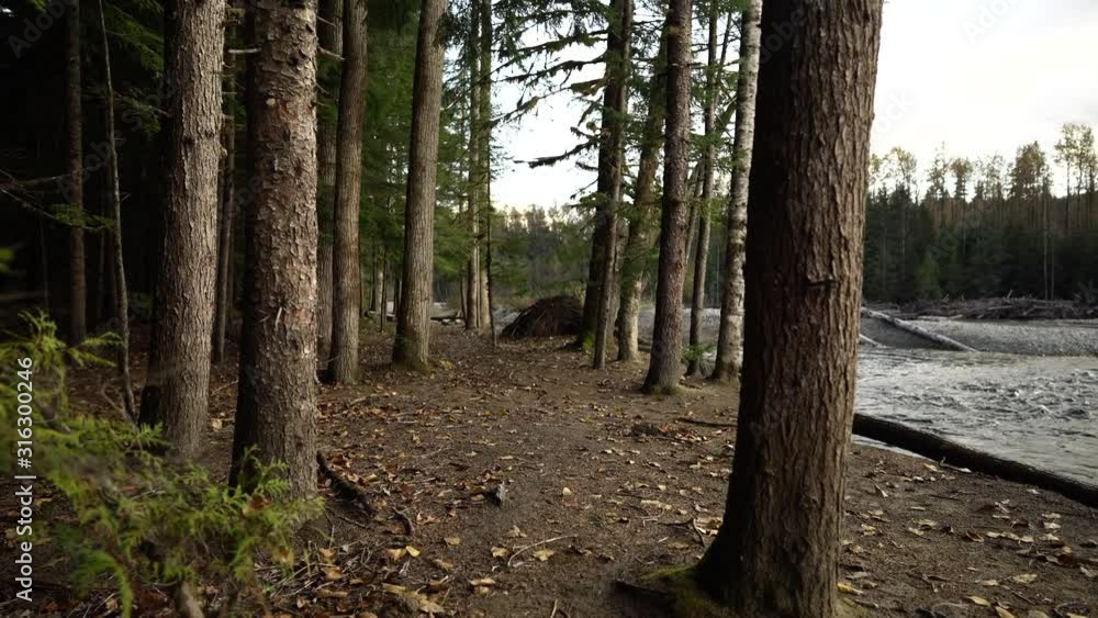 Walking through the trees along the bank of coastal creek Walking through the trees along the bank of coastal creek