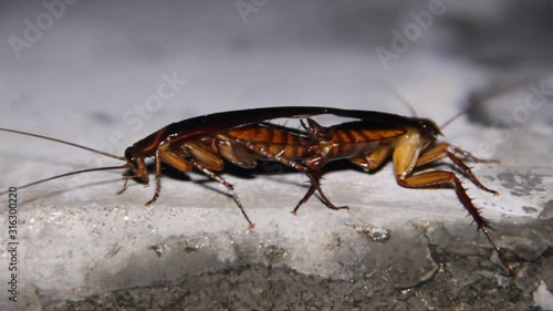 Copulating giant tropical cockroaches (flying insect). Possibly an invasive species from Periplaneta. In December comes the time of swarming. Sri Lanka photo