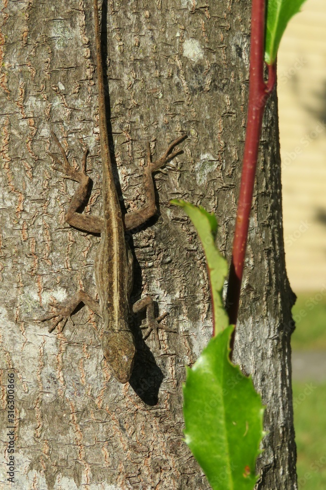 Tropical anole lizard on tree bark in Florida wild Tropical anole lizard on tree bark in Florida wild