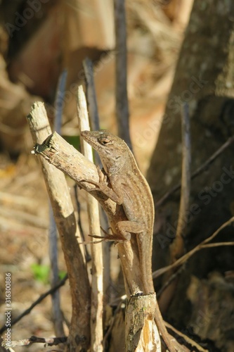 Tropical anole lizard on branch in Florida wild, closeup 