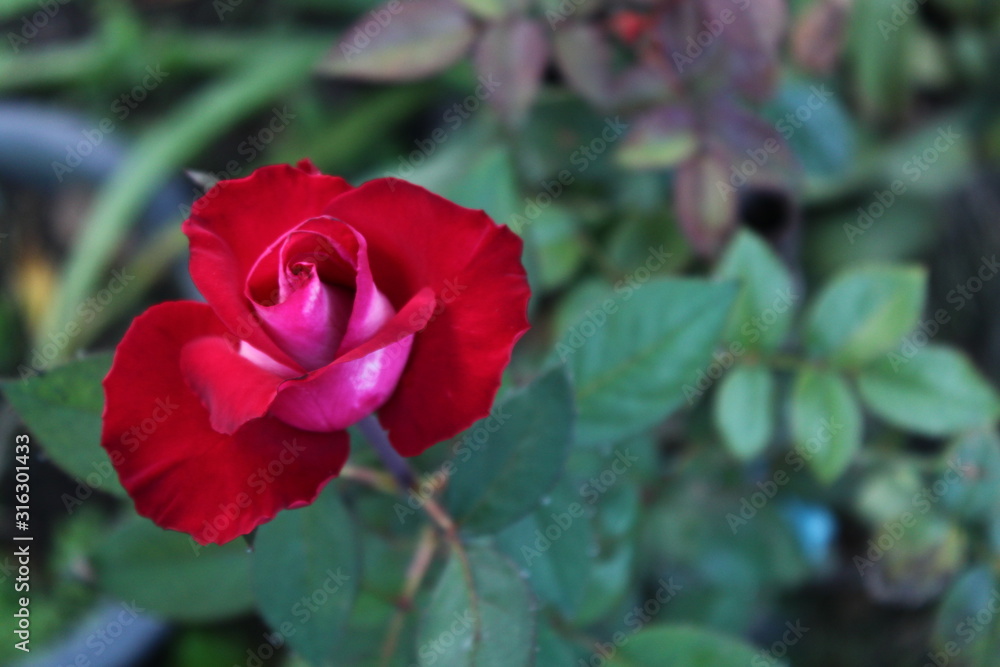 Close-ups highligh the beautiful details of red roses at day light ,beautiful colors, flowers in bloom