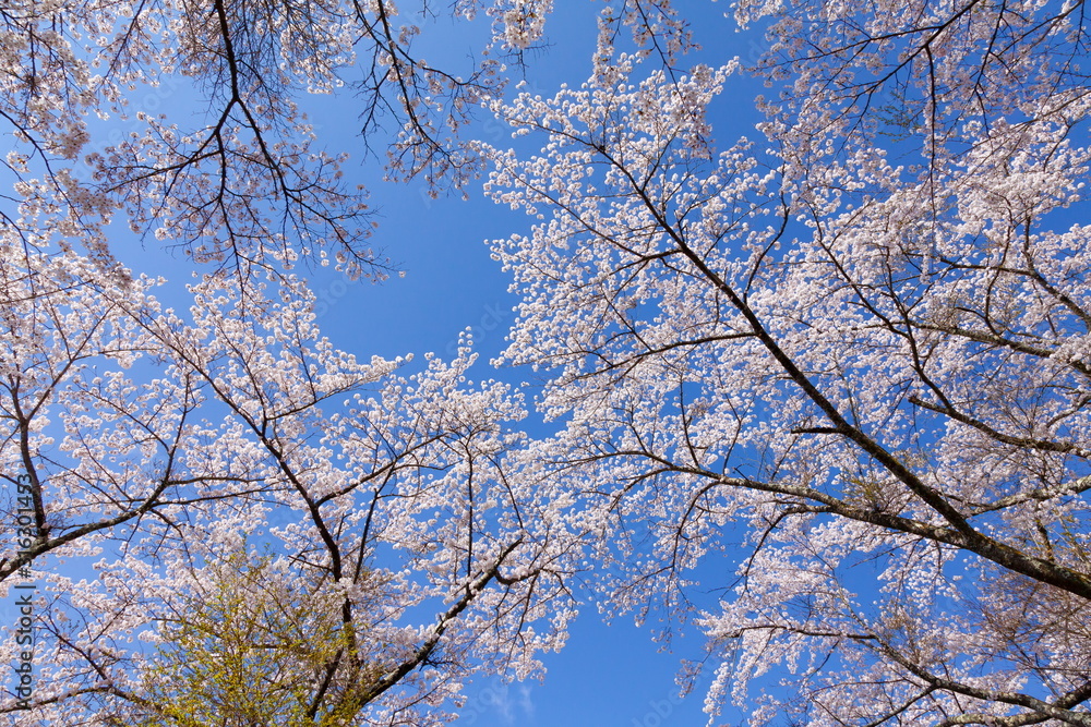満開の桜、山梨県富士吉田市孝徳公園にて 満開の桜、山梨県富士吉田市孝徳公園にて