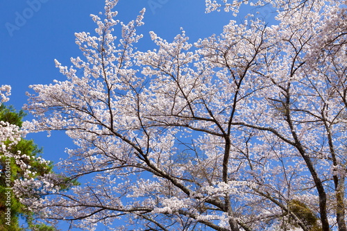 満開の桜、山梨県富士吉田市孝徳公園にて