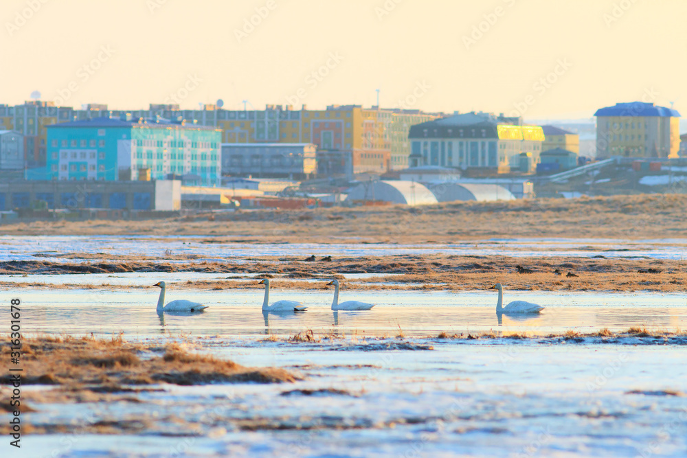 Morning landscape with white swans floating on the river in the tundra in the vicinity of the northern city of Anadyr. Wildlife and ecology of the Arctic. Anadyr, Chukotka, Siberia, Far East of Russia