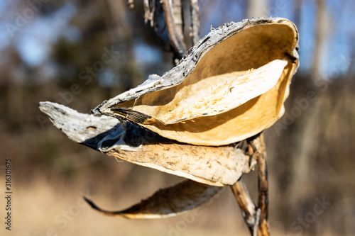  dried milkweed pods in winter