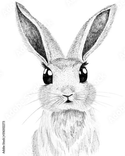 hand draw of a direct facial close up of a rabbit