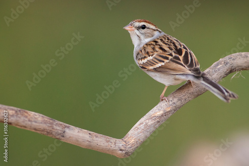Chipping sparrow at backyard home feeder