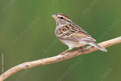 Chipping sparrow at backyard home feeder