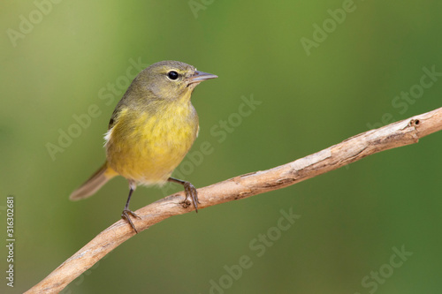 Orange crowned warbler at backyard home feeder
