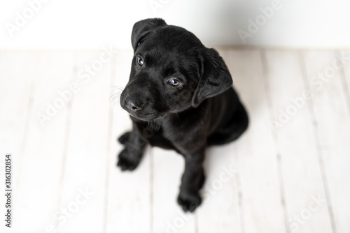 Black Labrador retriever puppy on a white background © Tanya
