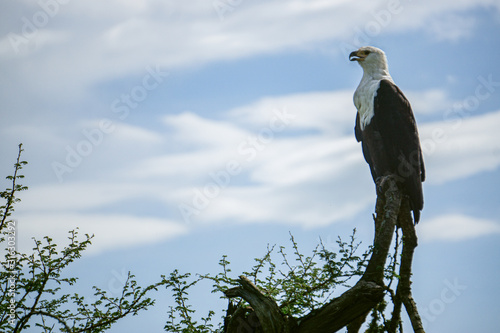 African fish eagle standing on top of a branch photo