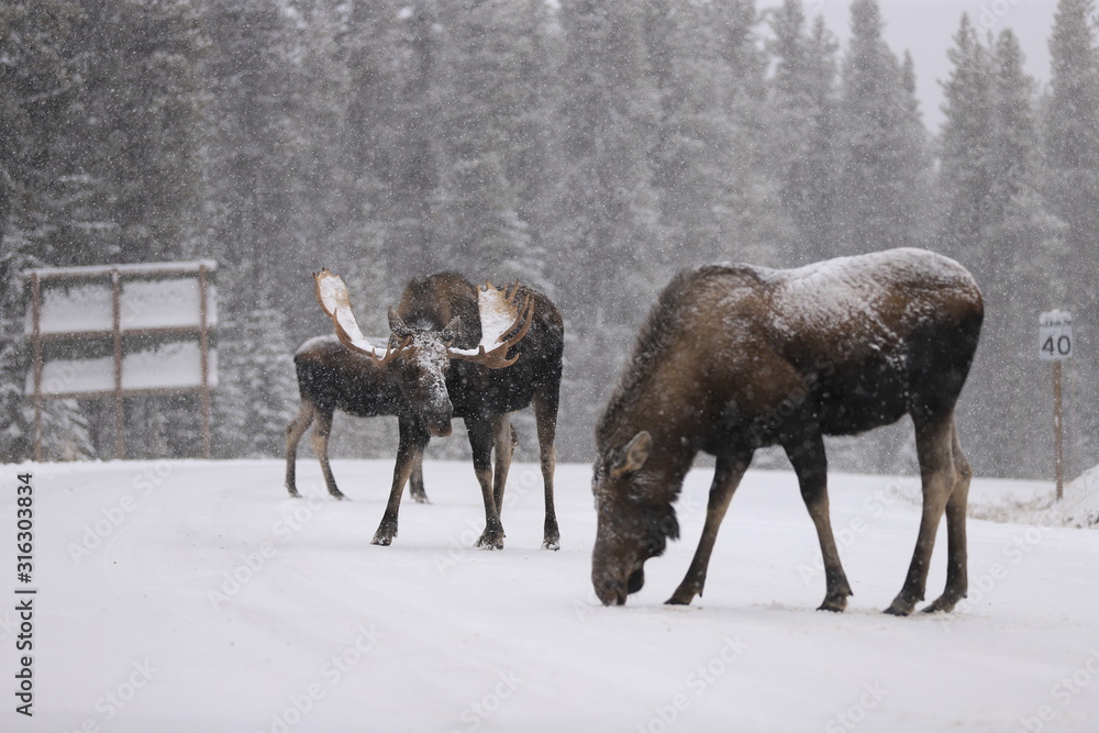 Fototapeta premium Deer/moose