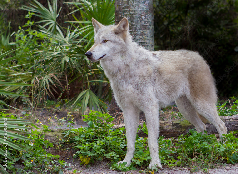 Fototapeta premium Beautiful grey wolf looks for danger
