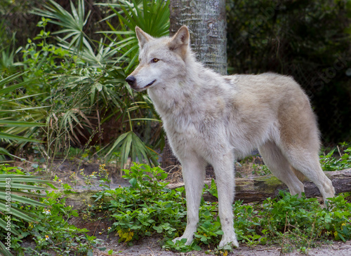 Beautiful grey wolf looks for danger