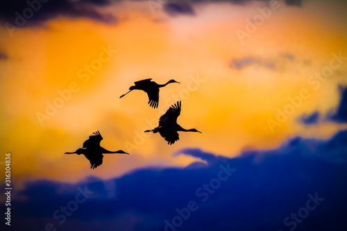 Three Sandhill cranes fly in silhouette against sunset sky in Bosque  New Mexico