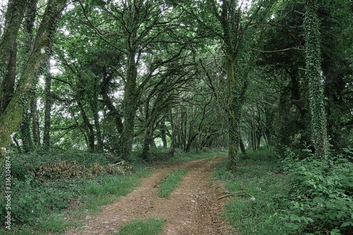 Path in the forest photo