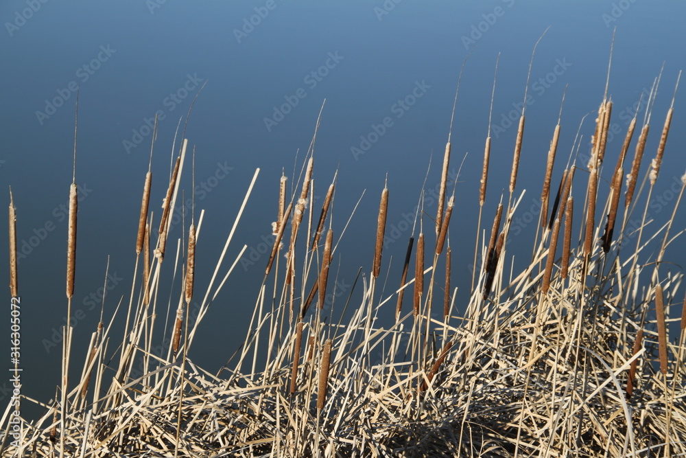 Obraz premium Madine lake natural reeds landscape