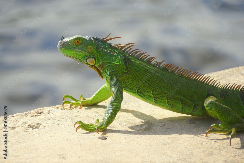 Fototapeta premium A green iguana by the bay near Fort Lauderdale Beach, Florida, U.S.A