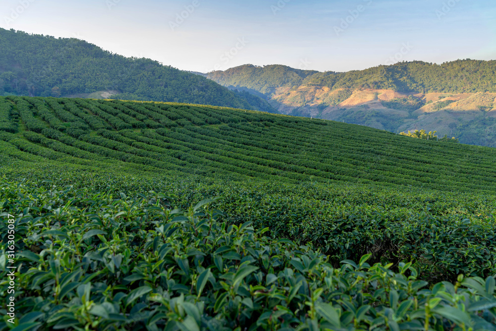 Green tea plantations on the hilltop of Chiang Rai Province , Thailand landscape view Nature background