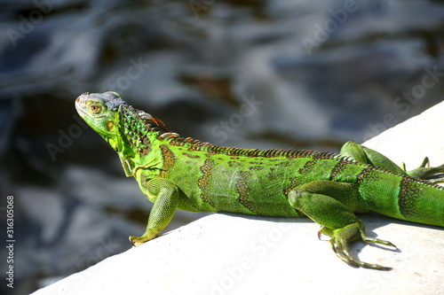 A green iguana by the bay near Fort Lauderdale Beach  Florida  U.S.A