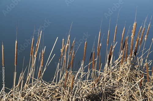 Madine lake natural reeds landscape
