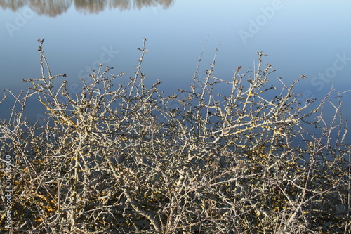 Madine lake natural reeds landscape 