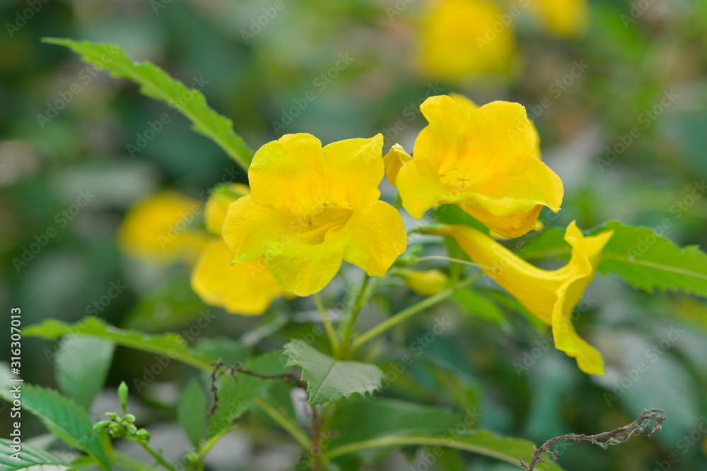 Spring background with beautiful yellow flowers Spring background with beautiful yellow flowers