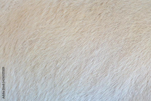 Closeup textured of real white wool of goat for background.