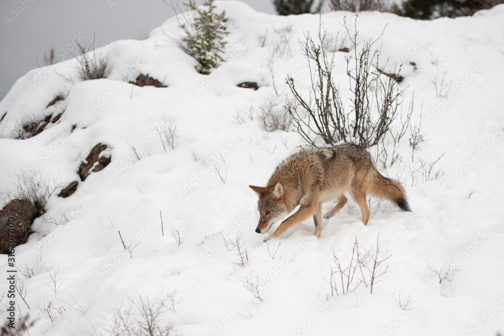 Coyote sniffing the snow covered hillside