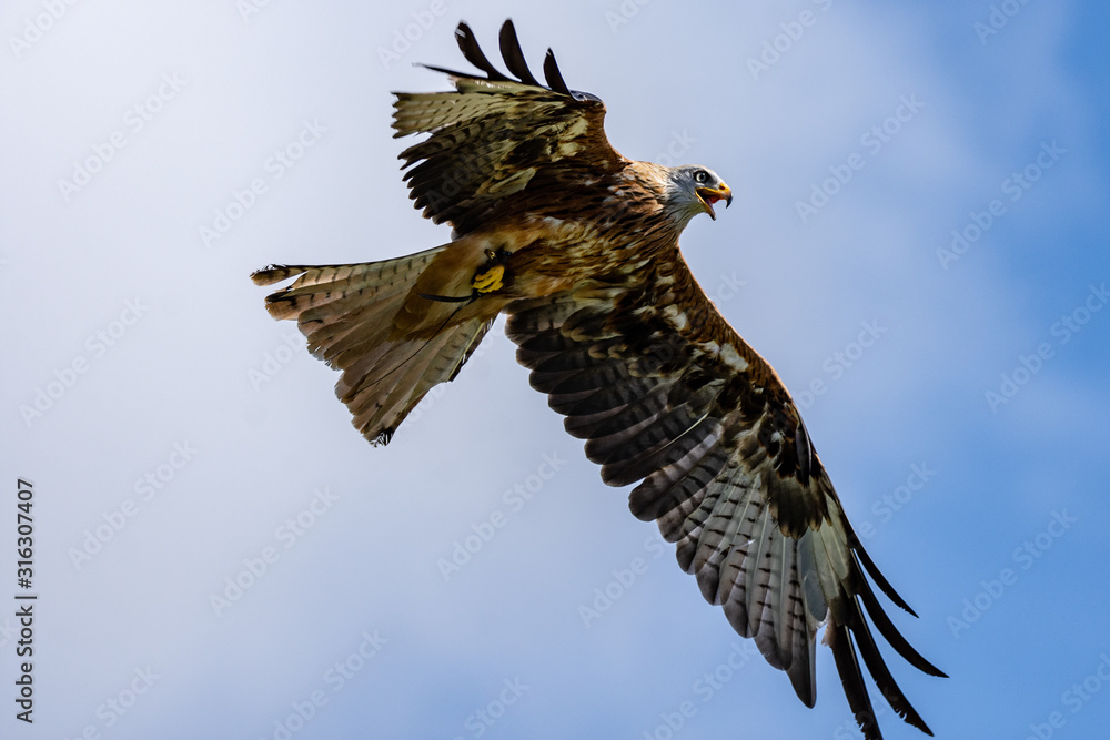 Fototapeta premium Bird of Prey