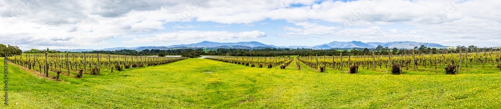Breathtaking Australian Vineyard in Southern Australia