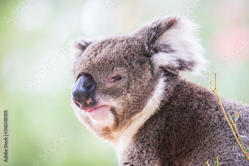 Fototapeta Naklejka Na Ścianę i Meble -  Koala close up in Healesville Sanctuary, Melbourne