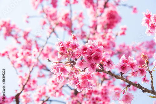 Foto Soft focus Cherry blossoms, Pink flowers background.