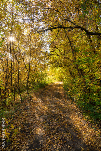 Road through beautiful and wild forest. Autumn landscape.