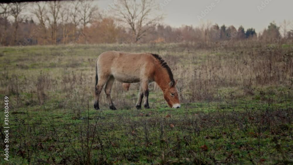 Wide shot of Takhi wild horse grazing in the lowlands. Filmed in a nature reserve during winter golden hour. Wide shot of Takhi wild horse grazing in the lowlands. Filmed in a nature reserve during winter golden hour.