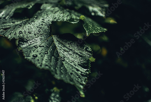 close up to a green leaf with water drops