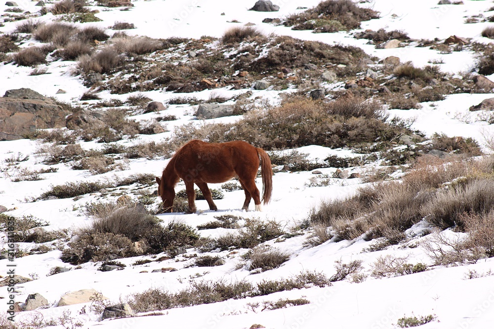 Horses eating grass among the snow on the mountain in winter, in Cajón del Maipo, Andes mountain in Chile Horses eating grass among the snow on the mountain in winter, in Cajón del Maipo, Andes mountain in Chile