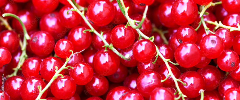 Banner. Currant. Close-up background of red ripe currants, top view Banner. Currant. Close-up background of red ripe currants, top view