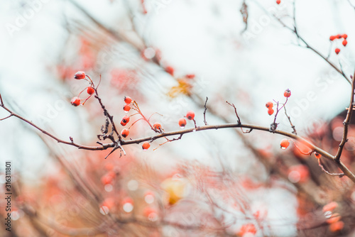 Ripe hawthorn in rainy autumn day. Selective focus. Shallow depth of field.