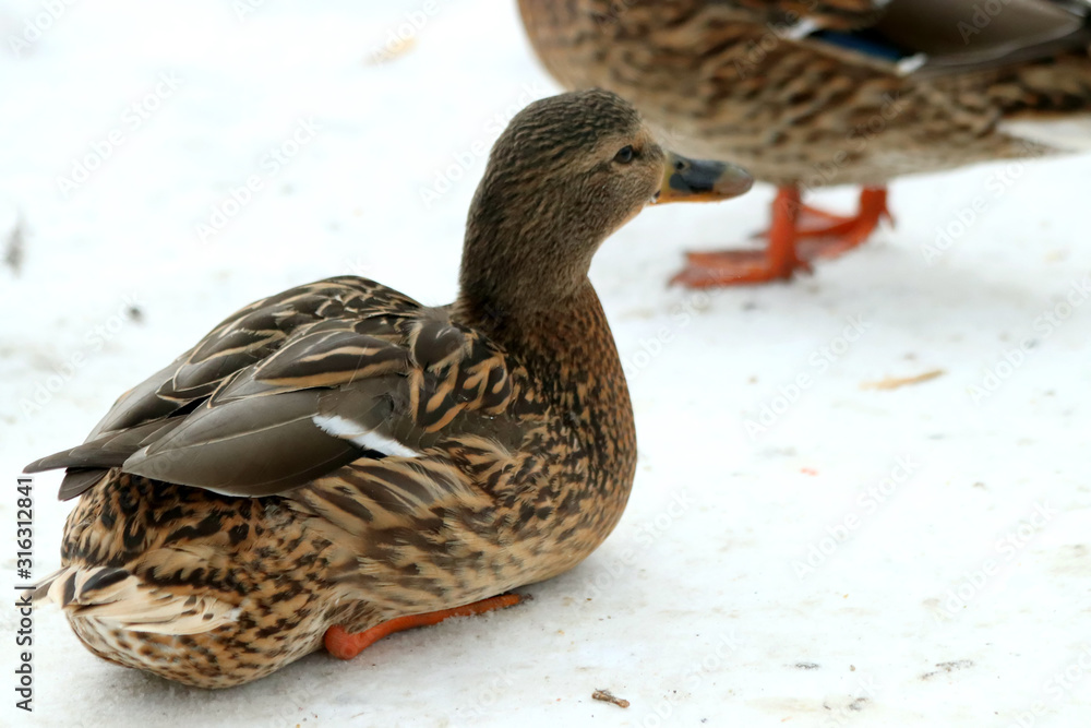 mallard duck mallard duck