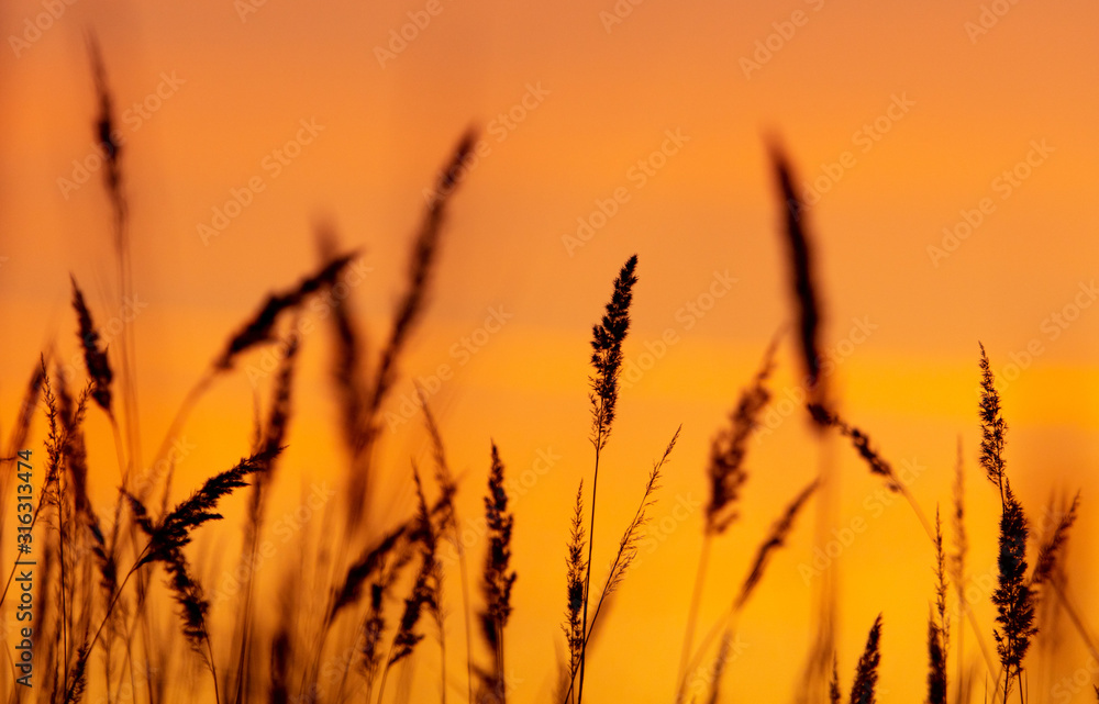 Silhouettes of dry grass on a sunset background Silhouettes of dry grass on a sunset background