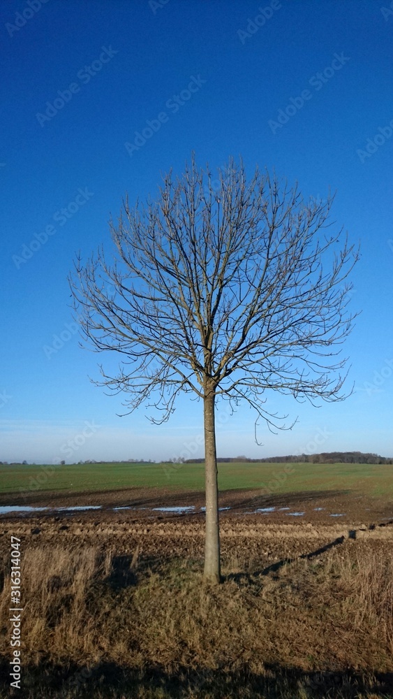 Blattloser Baum