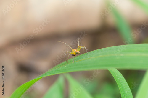 Yellow spider hunt for prey from the leaf 