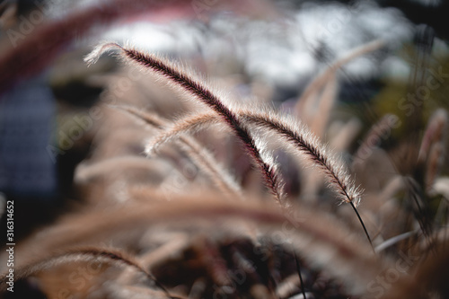Wild grasses in summer field at sunset
