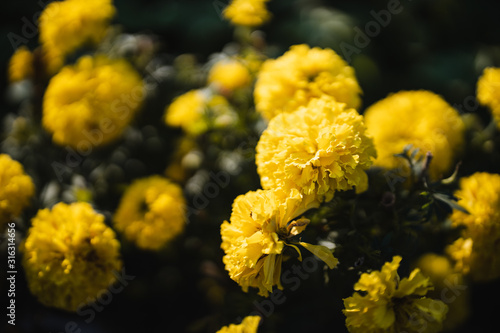 Marigolds shades of yellow, Floral background