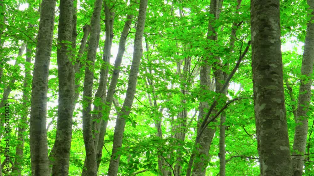 green springtime in a beech forest green springtime in a beech forest