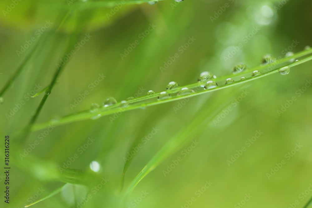 raindrops on the grass. Stalks of grass with drops of water on a blurred green plant background. Grass after the rain. Green nature background. Lawn closeup in raindrops. raindrops on the grass. Stalks of grass with drops of water on a blurred green plant background. Grass after the rain. Green nature background. Lawn closeup in raindrops.