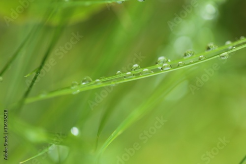 raindrops on the grass. Stalks of grass with drops of water on a blurred green plant background. Grass after the rain. Green nature background. Lawn closeup in raindrops. 