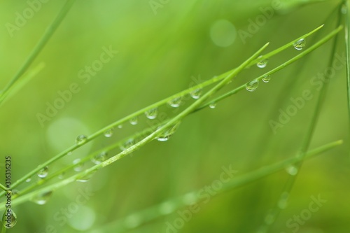 raindrops on the grass. Stalks of grass with drops of water on a blurred green plant background. Grass after the rain. Green nature background. Lawn closeup in raindrops. Natural freshness.