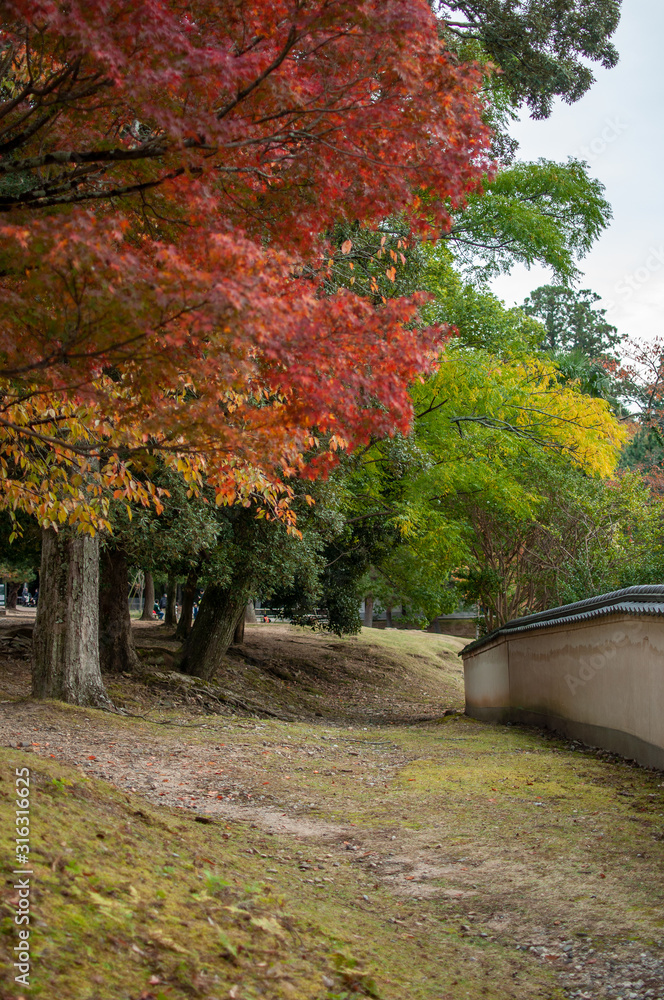 autumn park in Japan